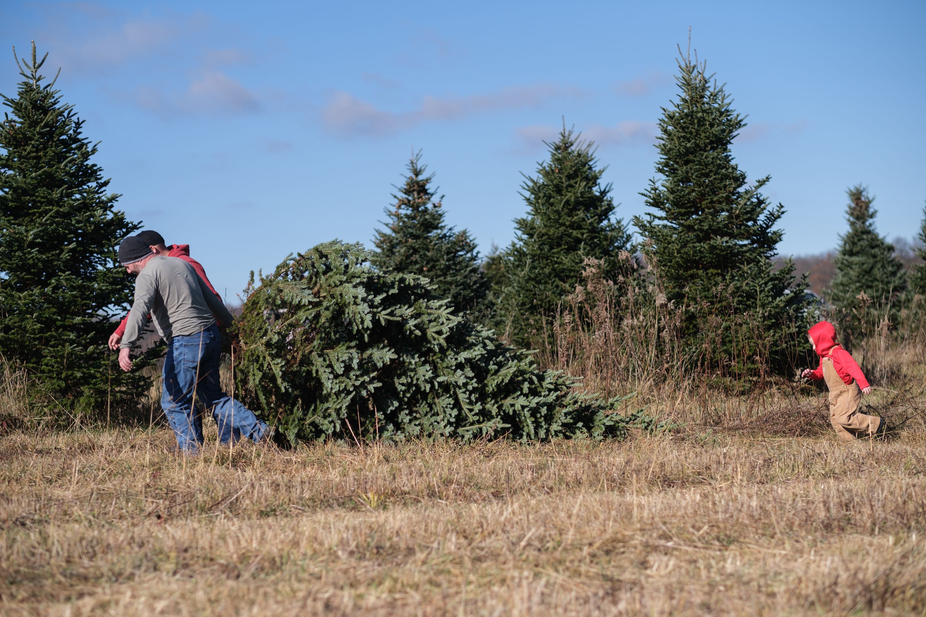 Christmas Tree Farms